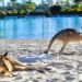 kangaroo spiritual meaning